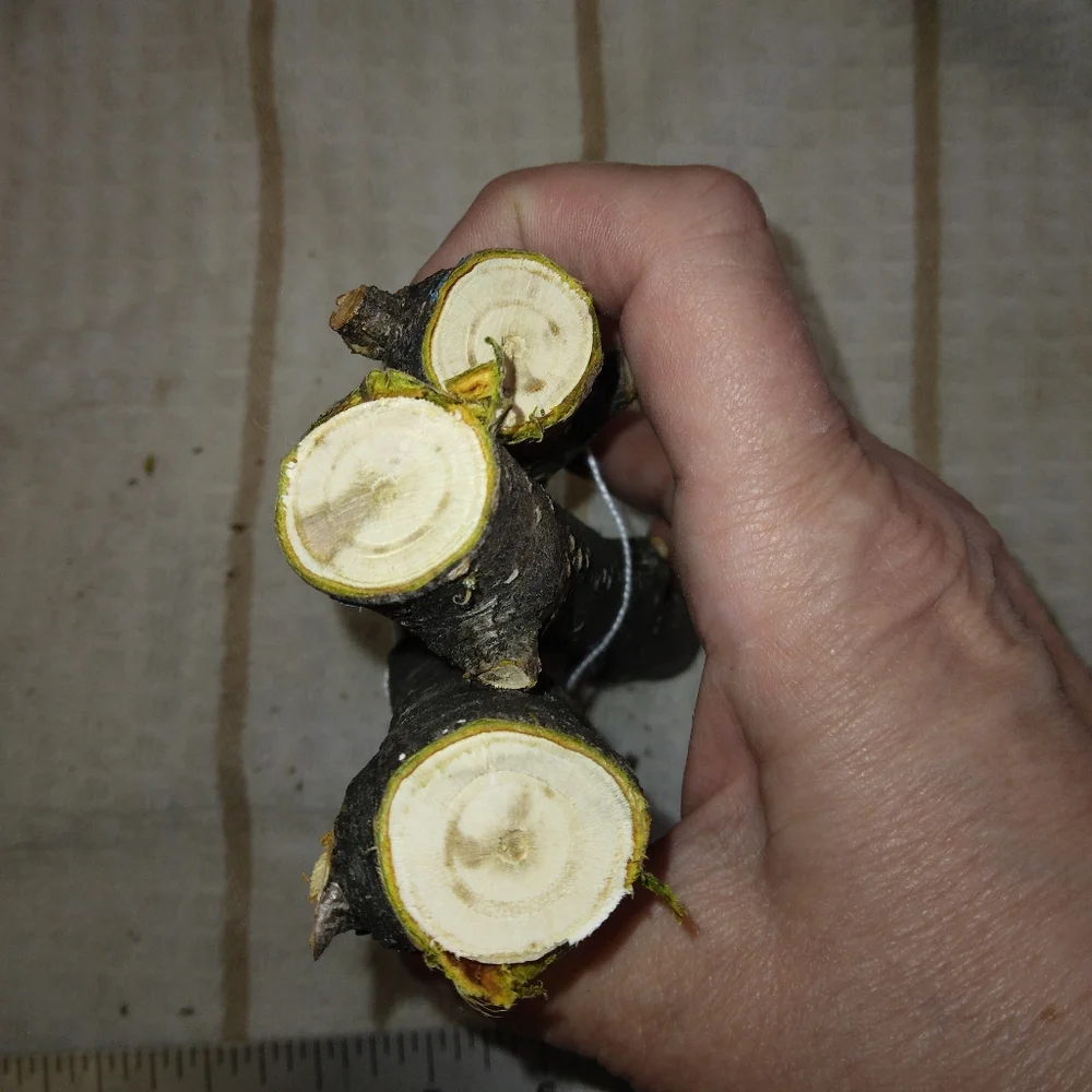 Peach Tree Branches for Crafting Isopods Reptiles  Terarrium  Jararrium Vivarium
